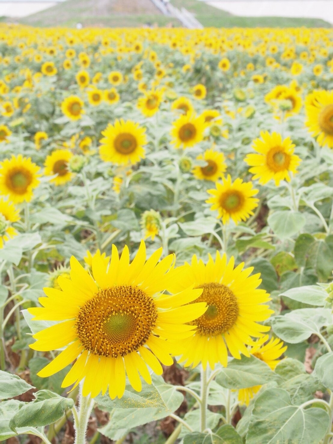 柳川のひまわり