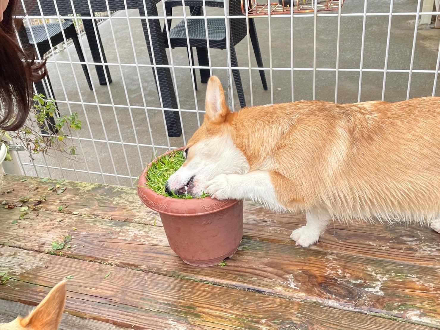 草食べコーギー