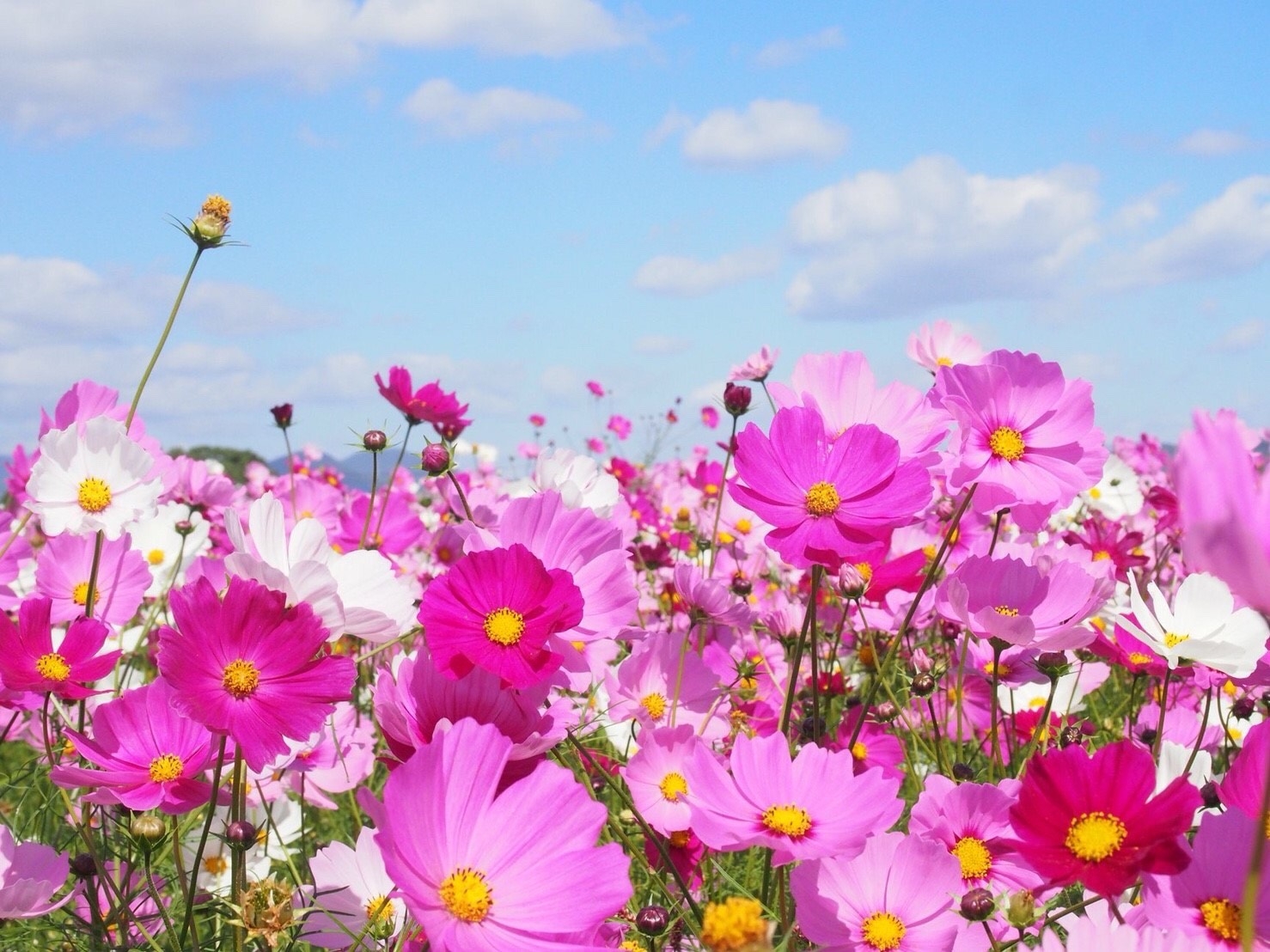 コスモス