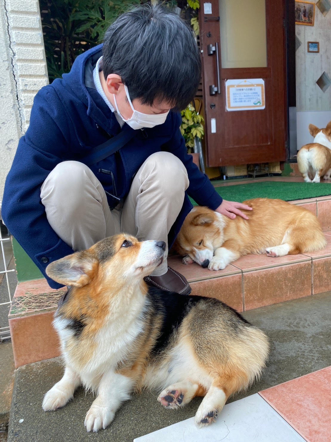 懐いてくれたコーギー